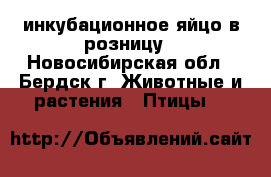 инкубационное яйцо в розницу - Новосибирская обл., Бердск г. Животные и растения » Птицы   